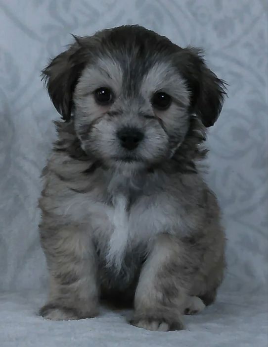 Bichon havanez talie mica