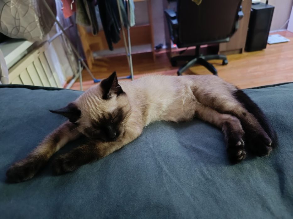 Отдам кота бесплатно