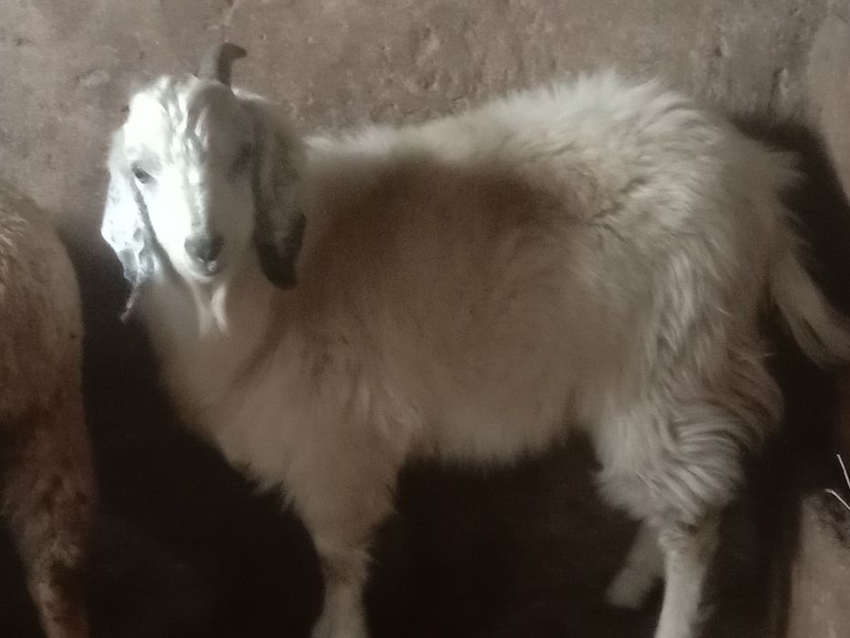 Продам казла козы казлы