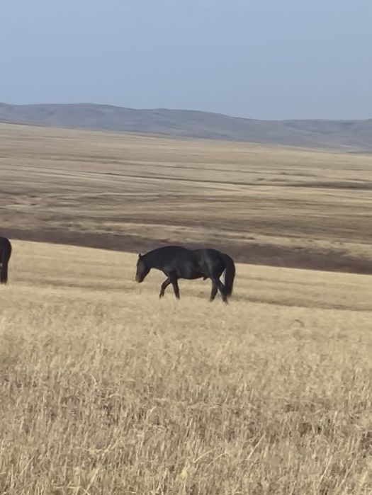 Жеребец Айгыр!!!