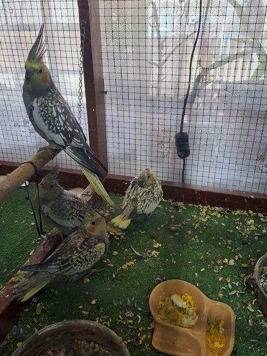 Pui Nimfa disponibili