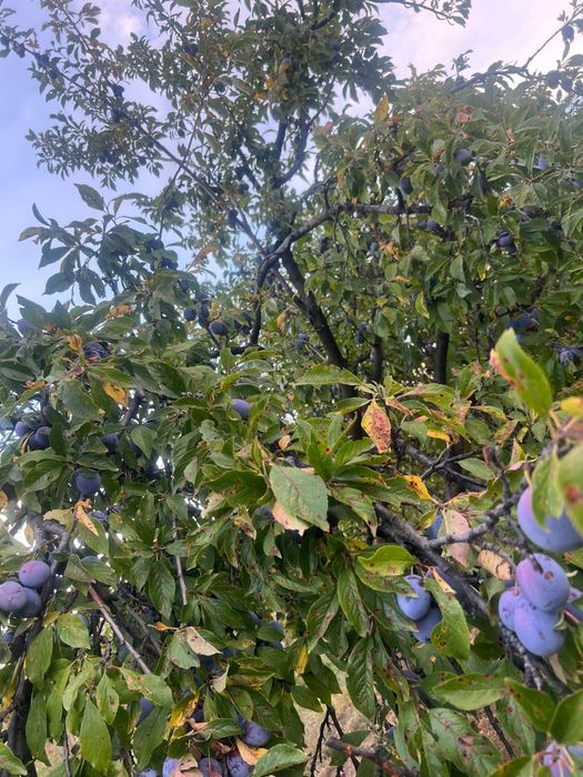 Prune de vânzare anaspet