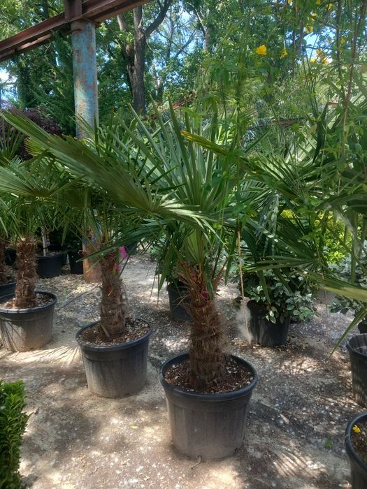 Plante ornamentale