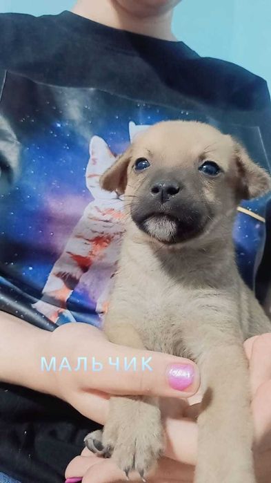 Щенки 1 месяц- мальчики и девочки