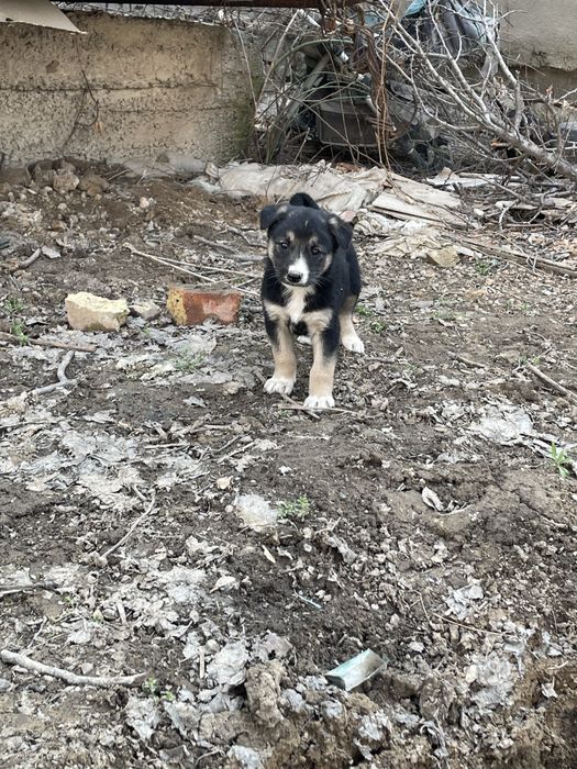 Щенки в добрые руки