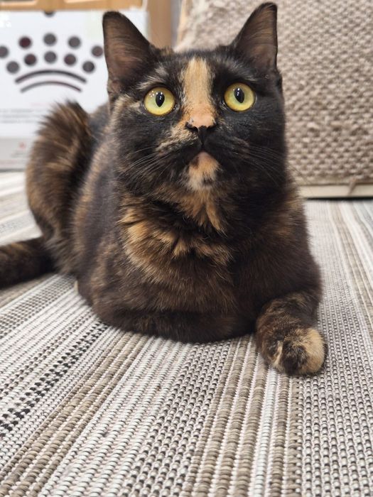 Отдам шикарную кошечку