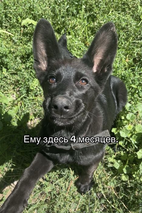 Красивый кобель ищет невесту