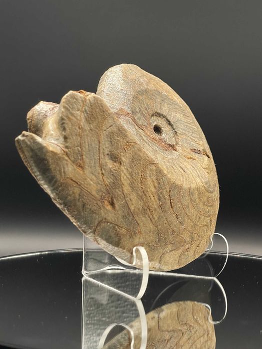 Фосил Масивен Гониатит (125 мм) – XL размер, естествен и неполиран