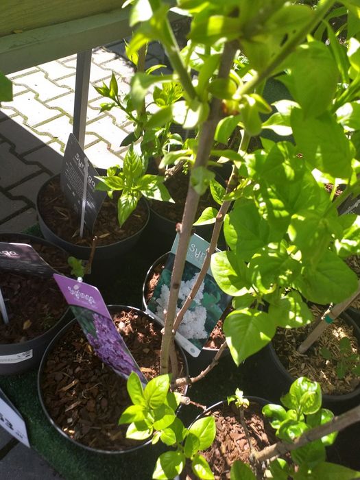 Vand hortensia la ghiveci  și lilieci la ghiveci