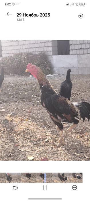 Kareya shamo jojalari sotiladi