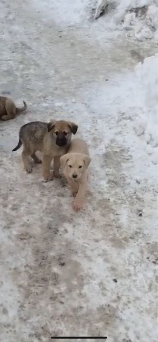 СобакаЩенокАктобе