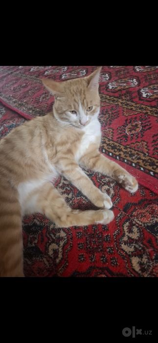 Pshik xadiyaga beriladi