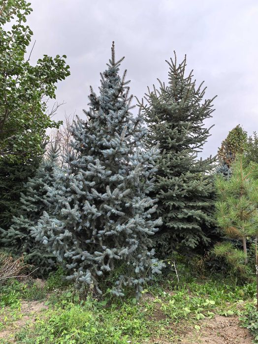 Продаются шикарные елки