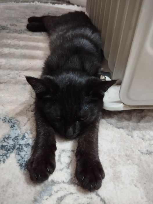 Котёнок - мальчик отдам в добрые руки.