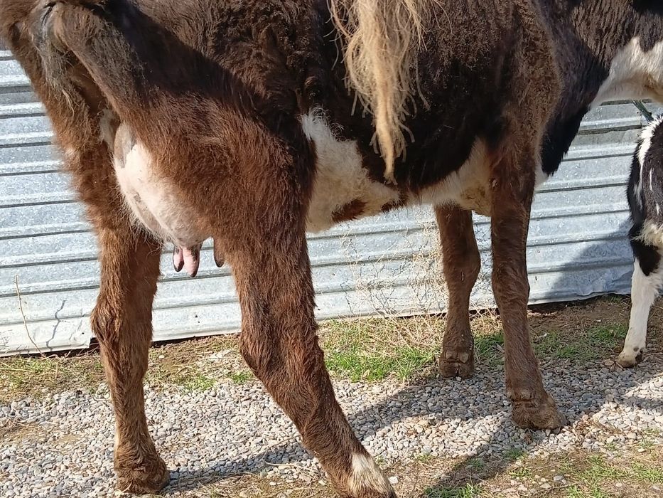 Бұзаулы сиыр сатылады.