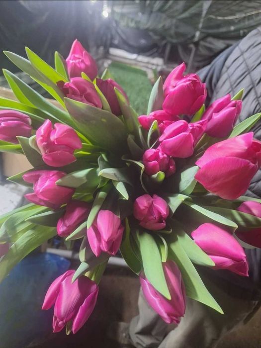 Голландские тюльпаны. Оптом и в розницу..