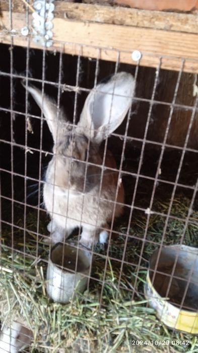 Прадам кралоф рабочих