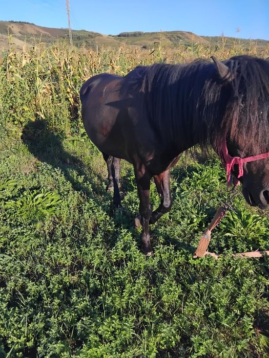 Cal de vânzare sânmărtinul de câmpie