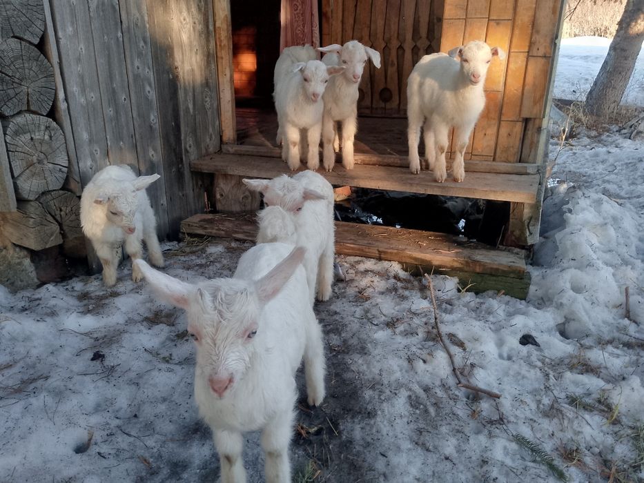 Зааненские козлята