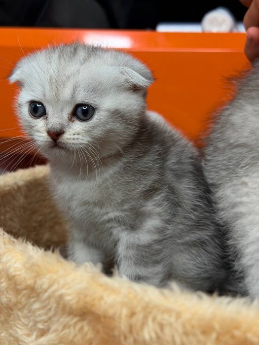 Породистые умные котята