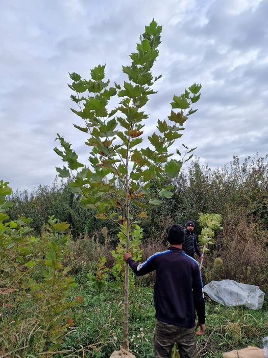 Platan calitate extra toate dimensiunile Transport gratuit