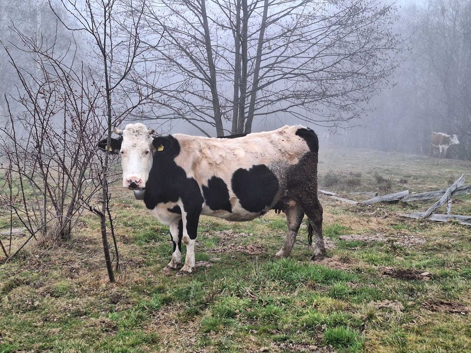 Vând vacă gestantă.