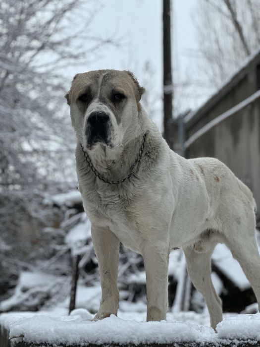 Alabay sotiladi 1.5yosh