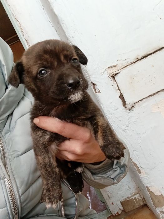 Отдам в добрые руки