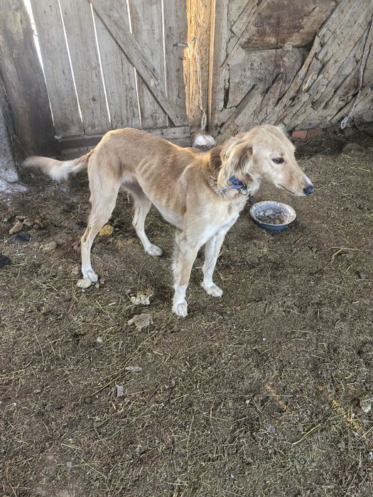 Тазы рабочий ургашы