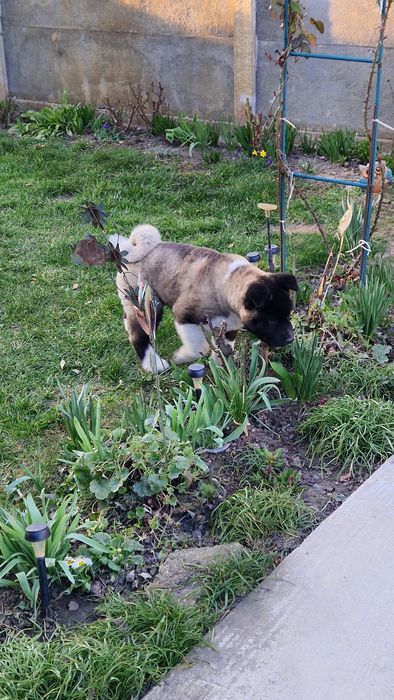 Disponibil American Akita