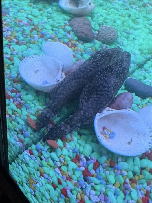 Vand 4 pesti pleco (sanitari): 2 de 5 cm si 2 pui