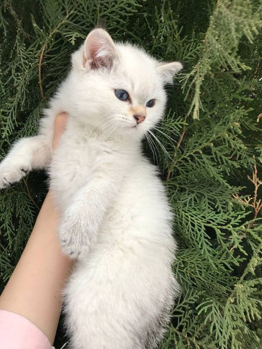 ПРОДАЕТСЯ шиншилла мальчик