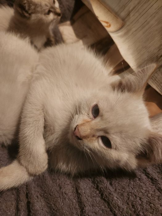 Отдам котят мальчиков