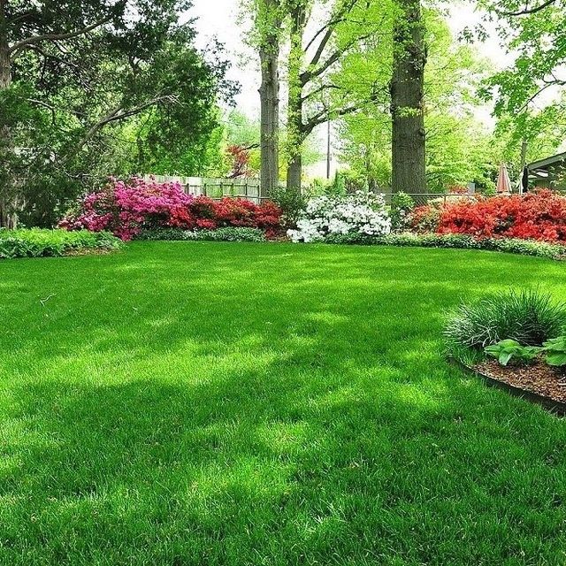 Оптом газон рулонный из первых рук.Цена за рулон*.Gazon optom narxda