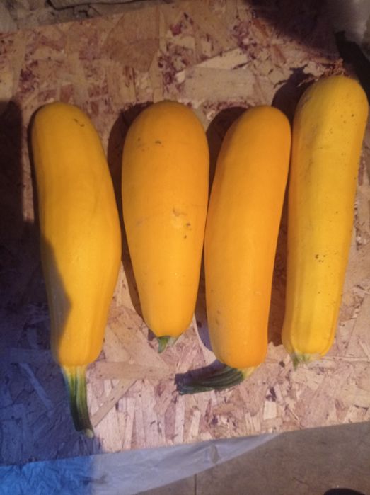 Продам кабачки,жёлтые,цуккини