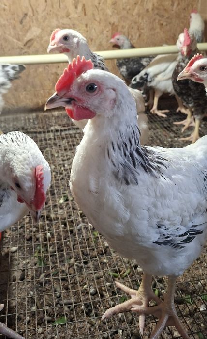 Продам петушков на племя!