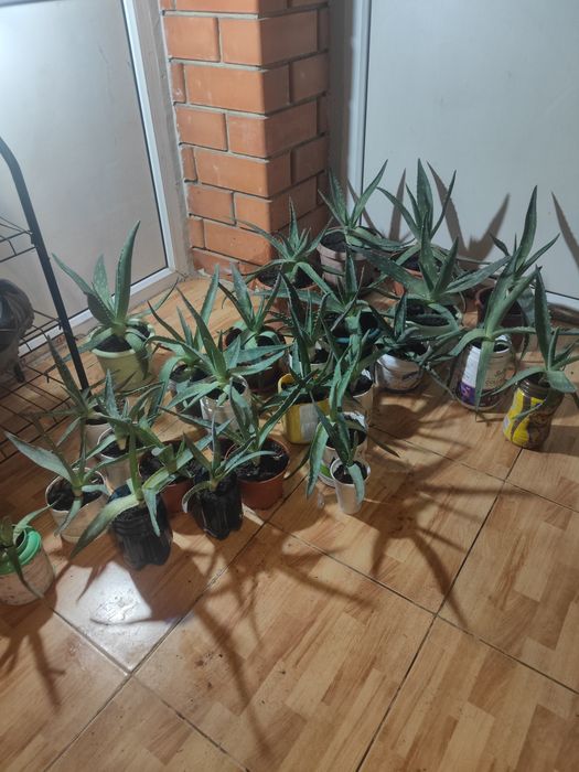 Продам алоэ 500 тг-1500 тг