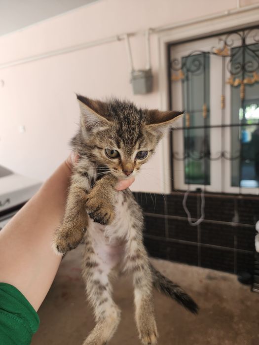 Котёнок.мысық.500 тнг