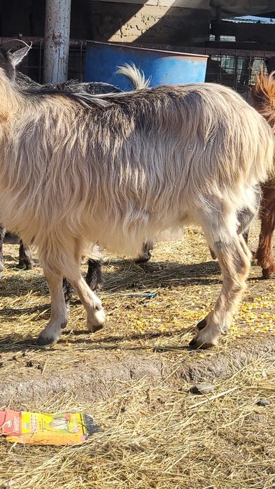 Capre cu iezii  mari