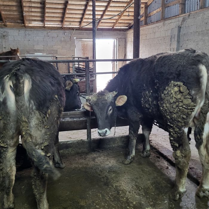 Продам 12 голов быков