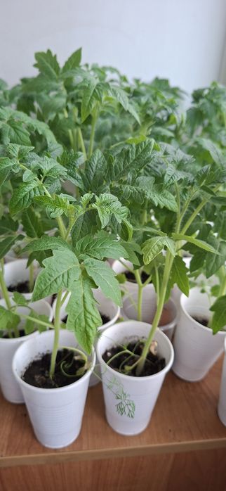 Рассада помидоры 200