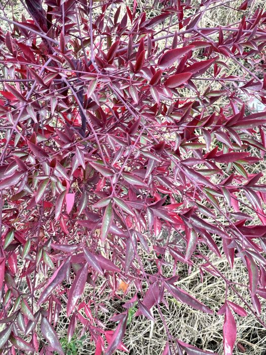 Xind sireni  Индийский сирень Кустарник Нандина