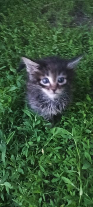 Котята ищут дом!