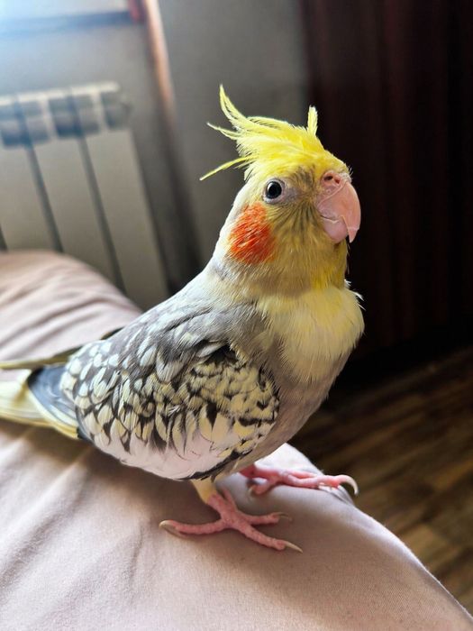 Попугай Корелла в ответственные руки