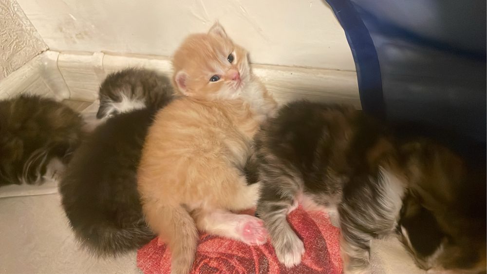 Бронь котят шотланских