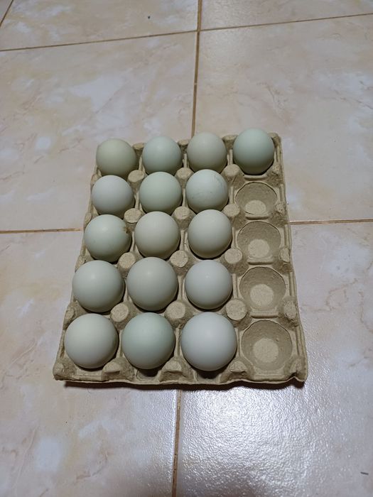 Vând oua proaspete de casa