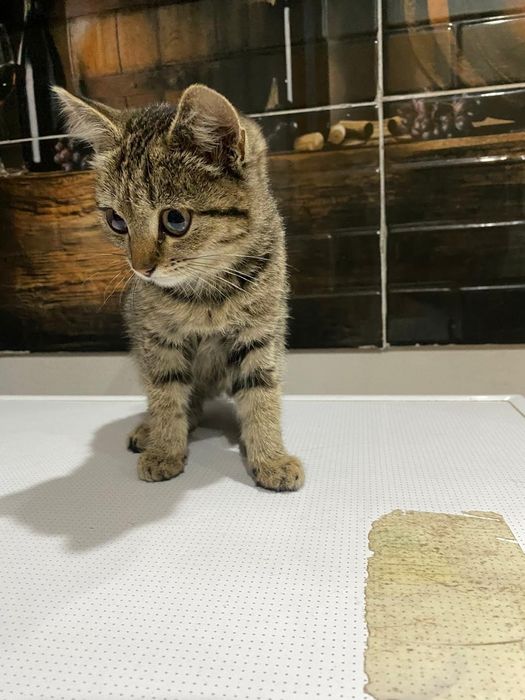 Котёнок девочка 2 мес