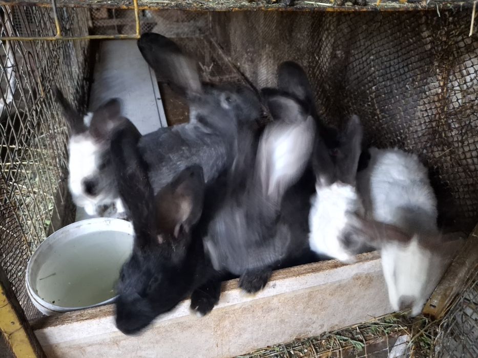 Куёнлар сотилади
