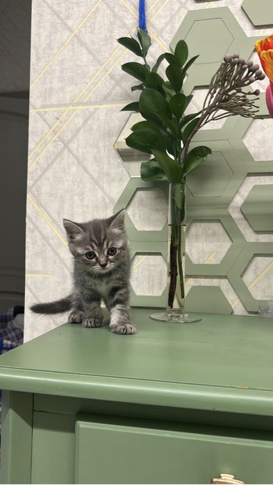 Котята шустрые быстрые милые