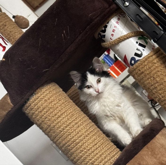 Котенок Шушу ищет семью